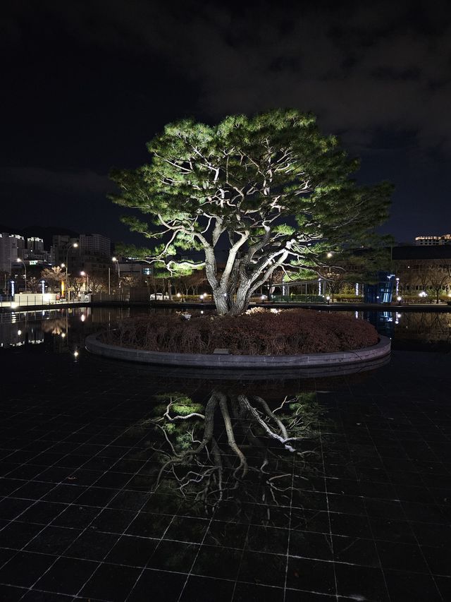 水面に反射する木