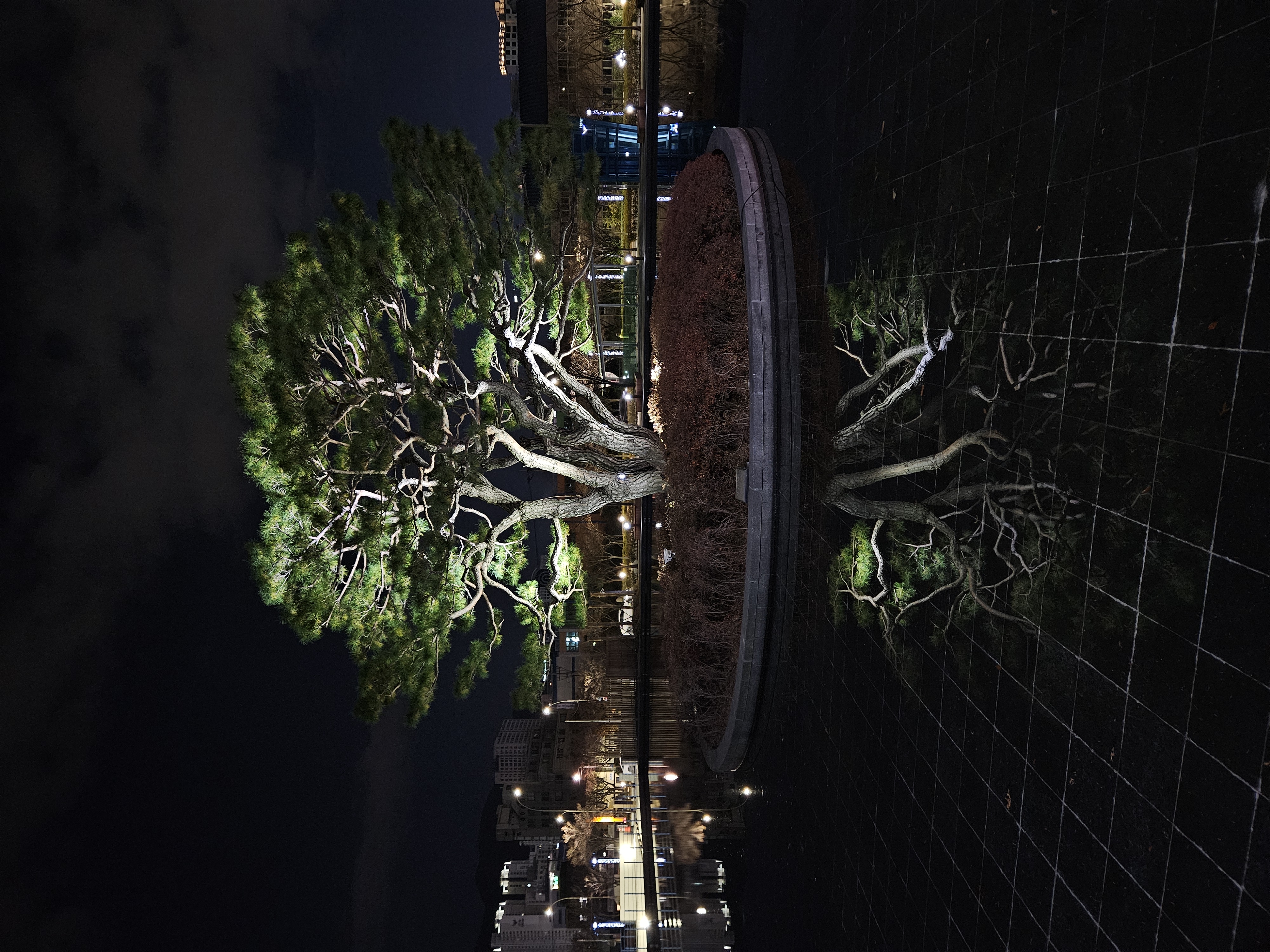 水面に反射する木