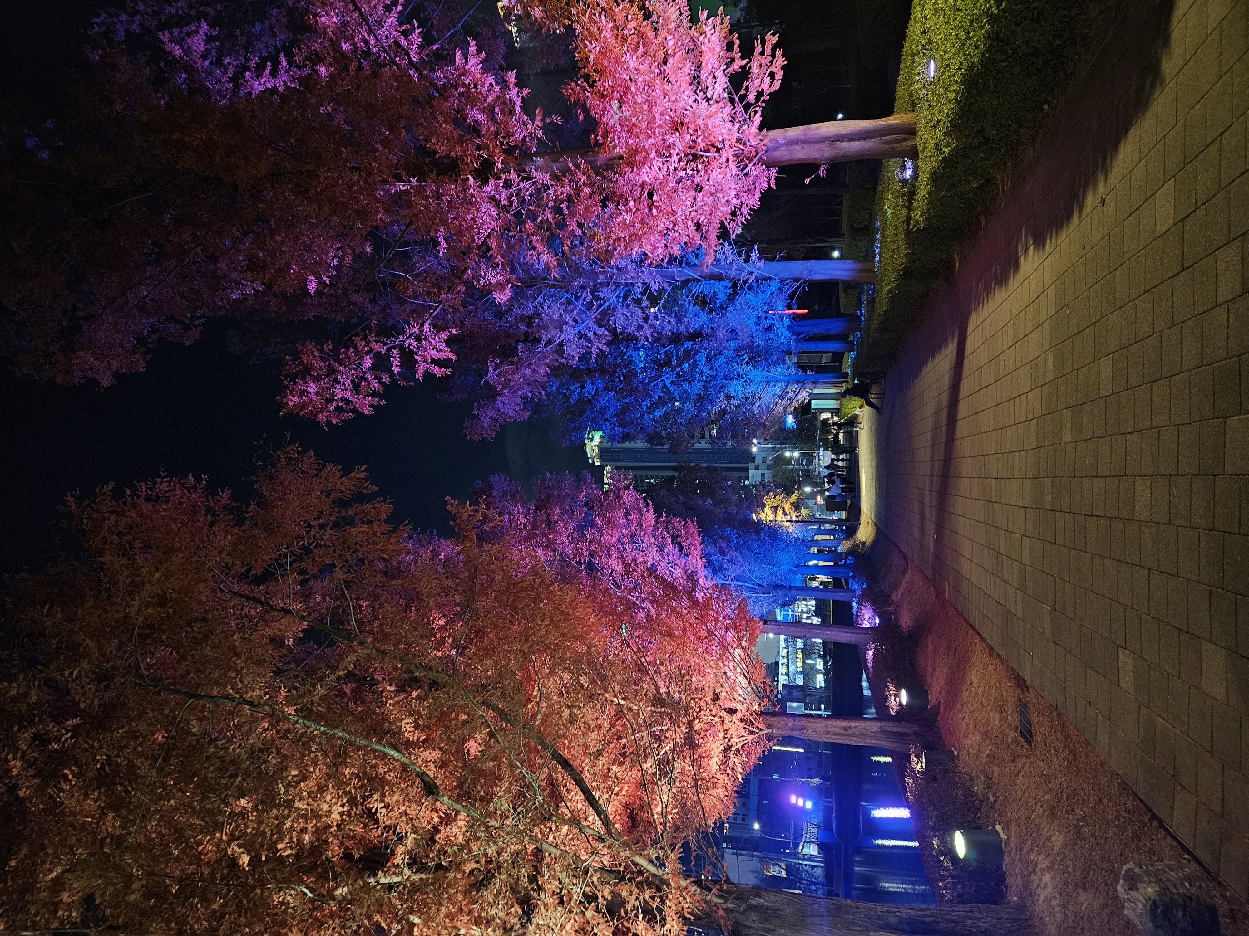 色鮮やかに照らされた木