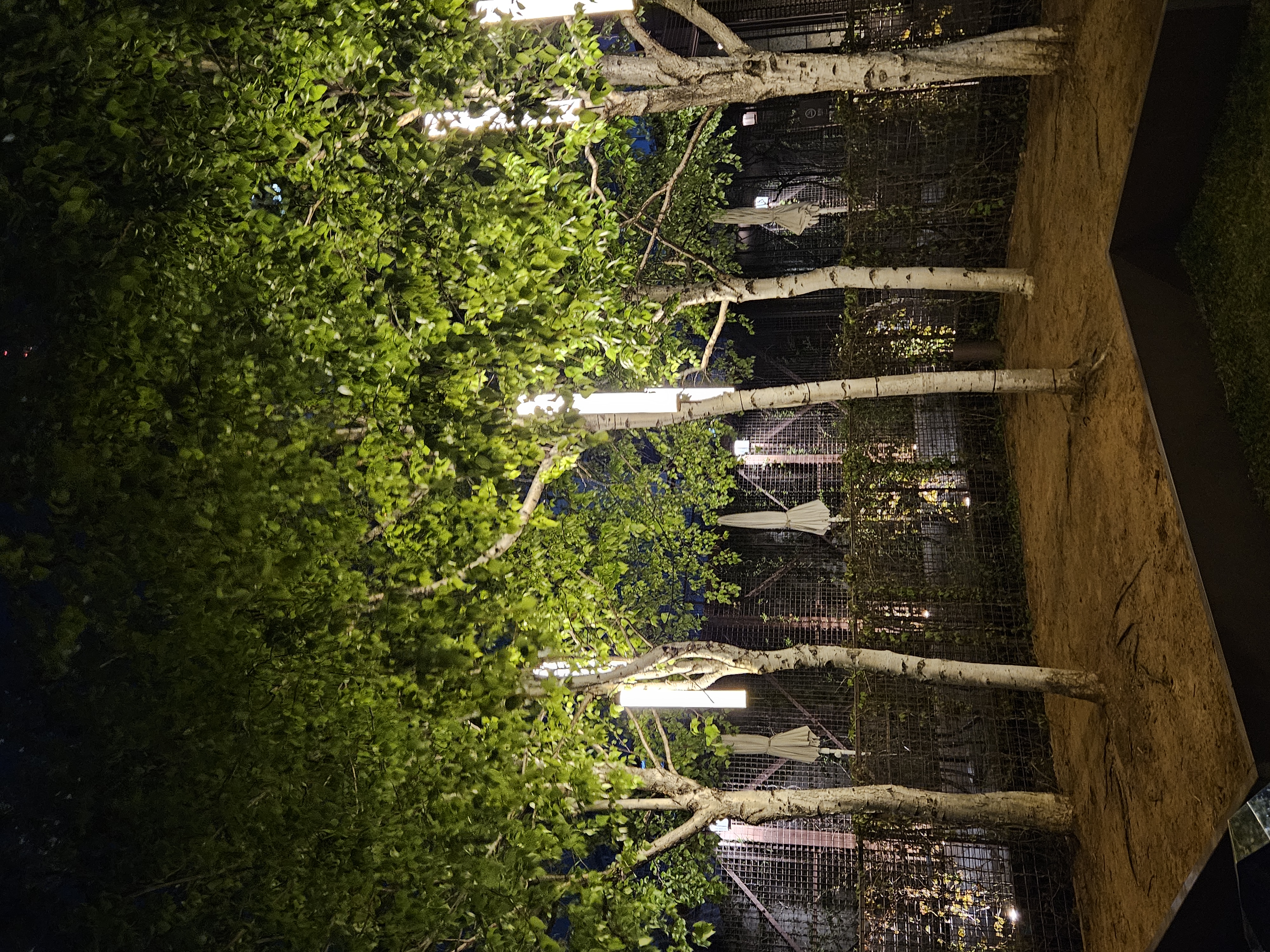 ライトのなる木