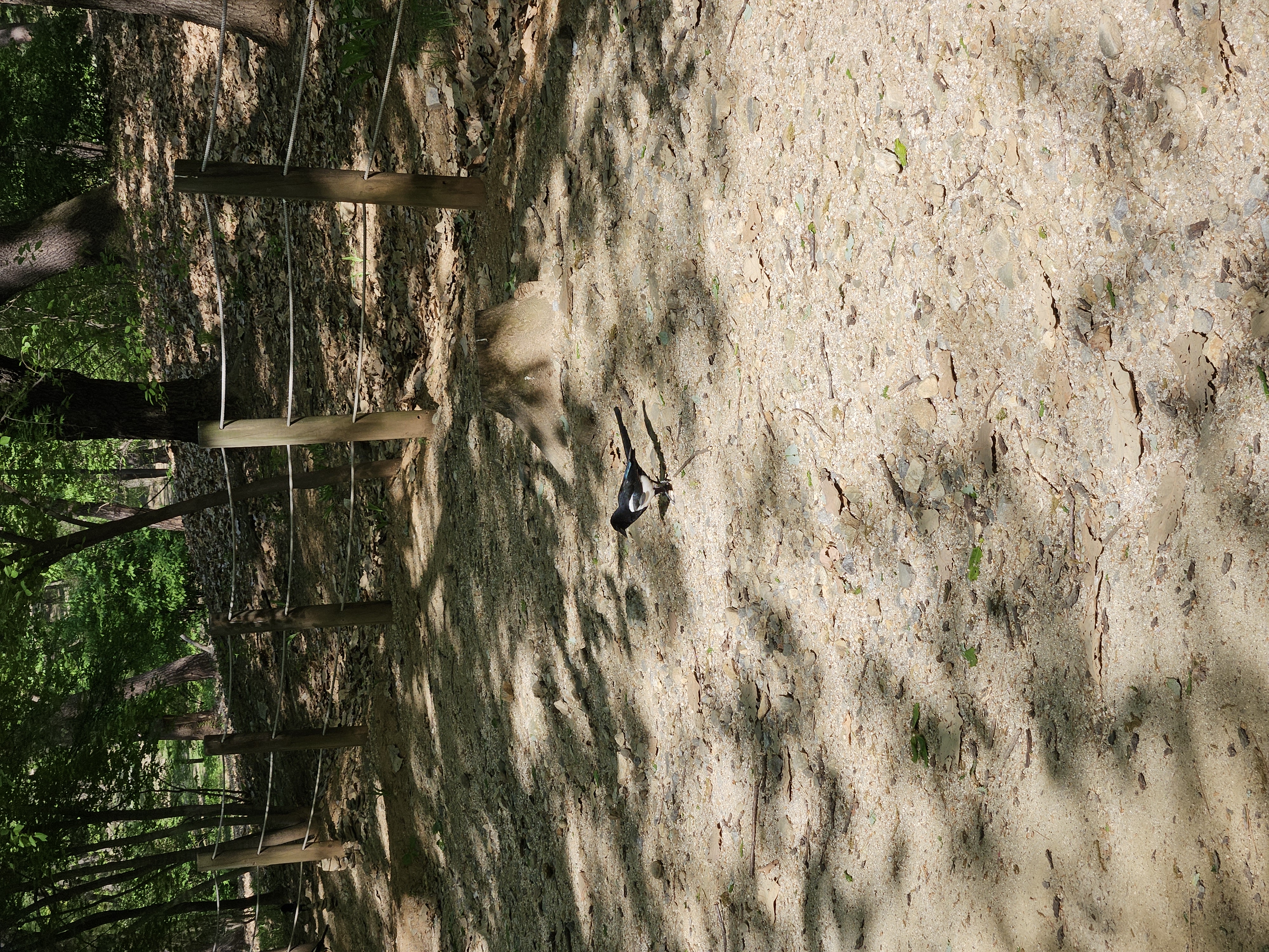 日本じゃ見ない鳥