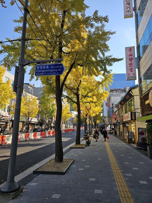 きれいなイチョウ