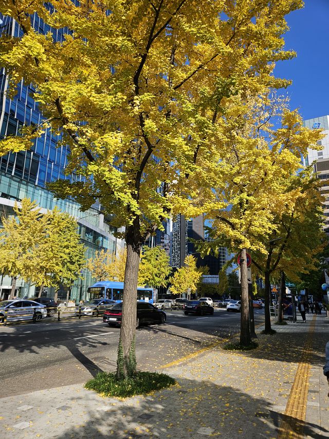 どこもきれいなイチョウ