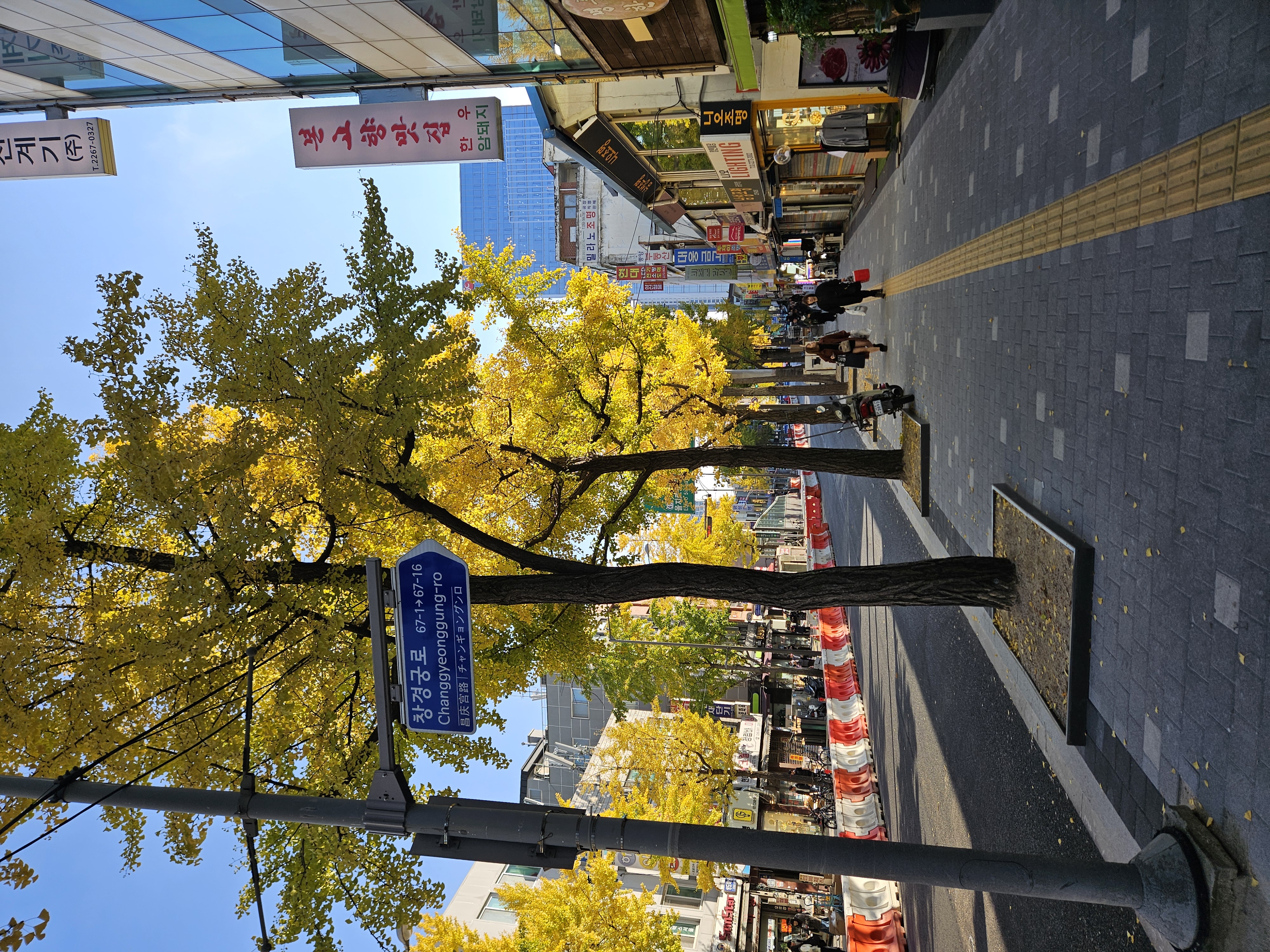 きれいなイチョウ