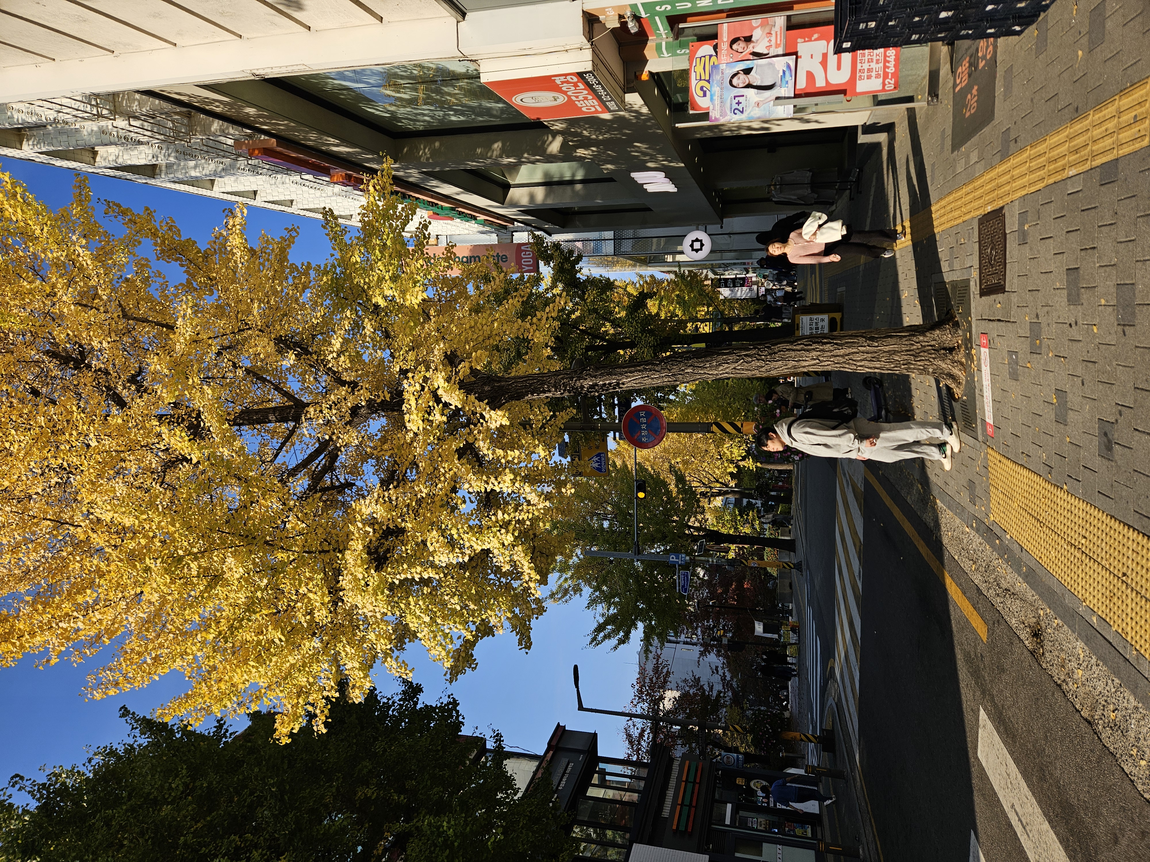 きれいなイチョウ