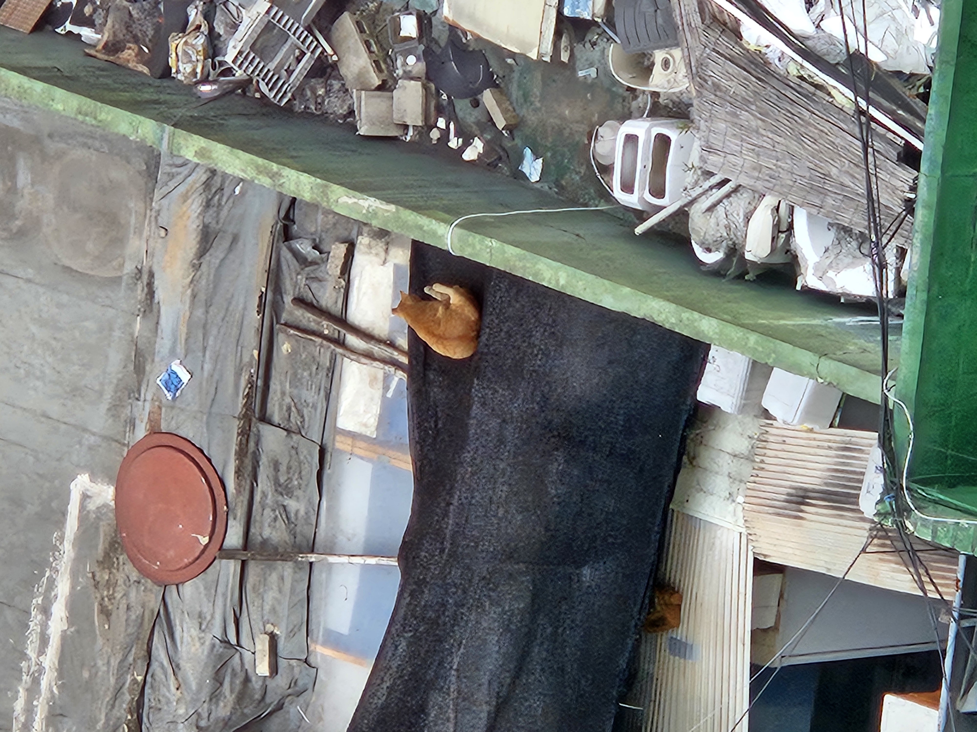 ホテルから見えた猫