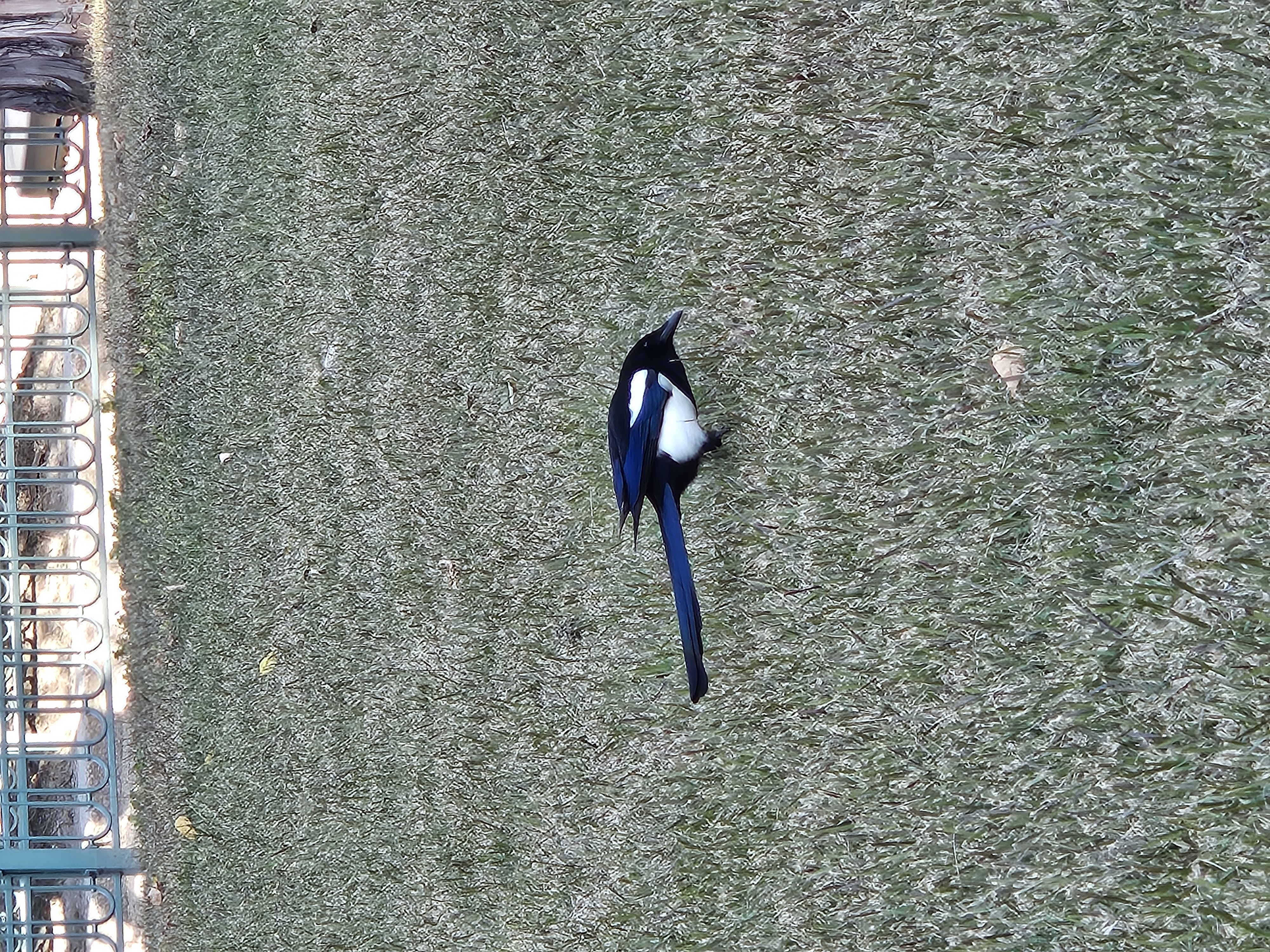 日本では見ない鳥