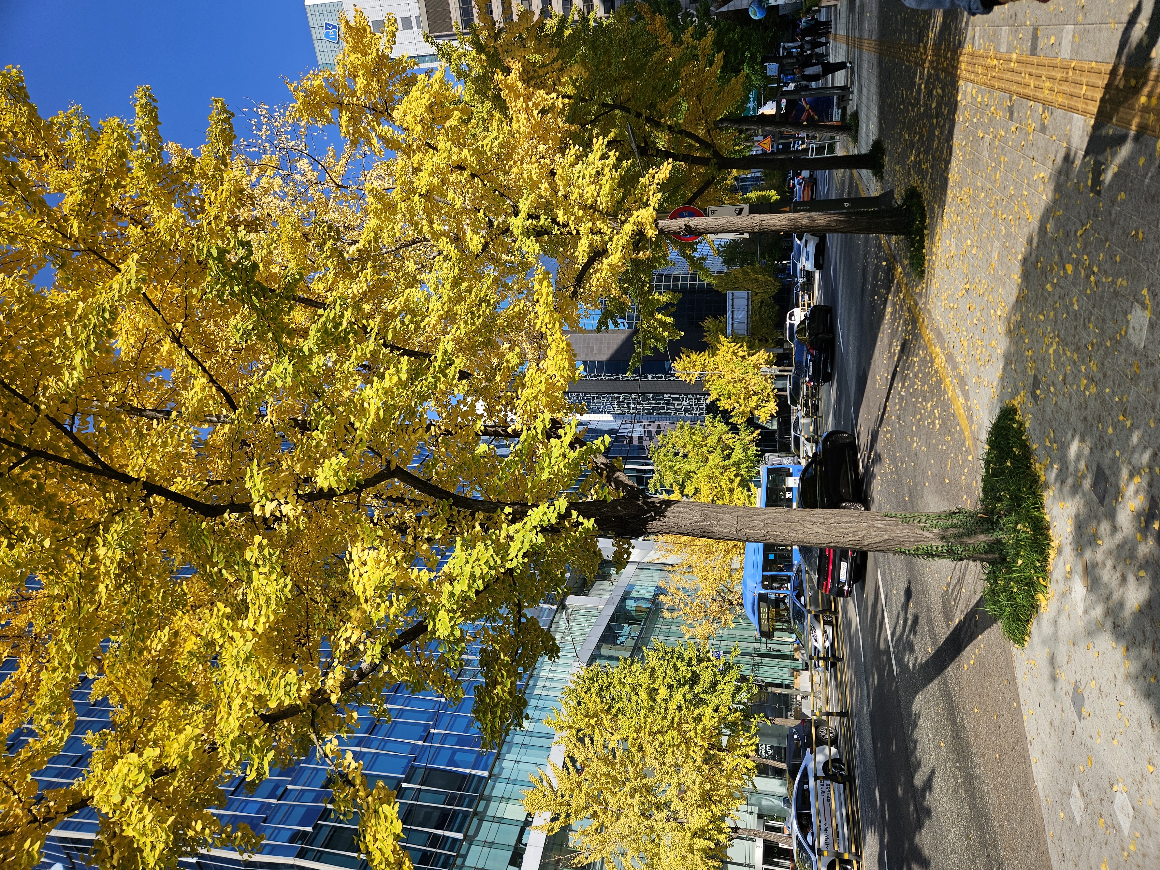 どこもきれいなイチョウ