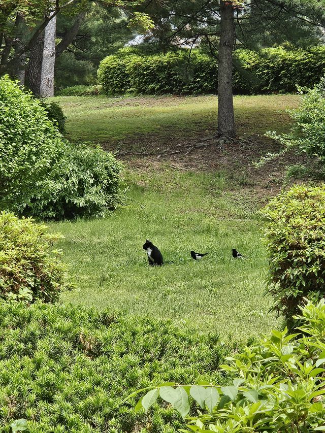 鳥に囲まれる猫