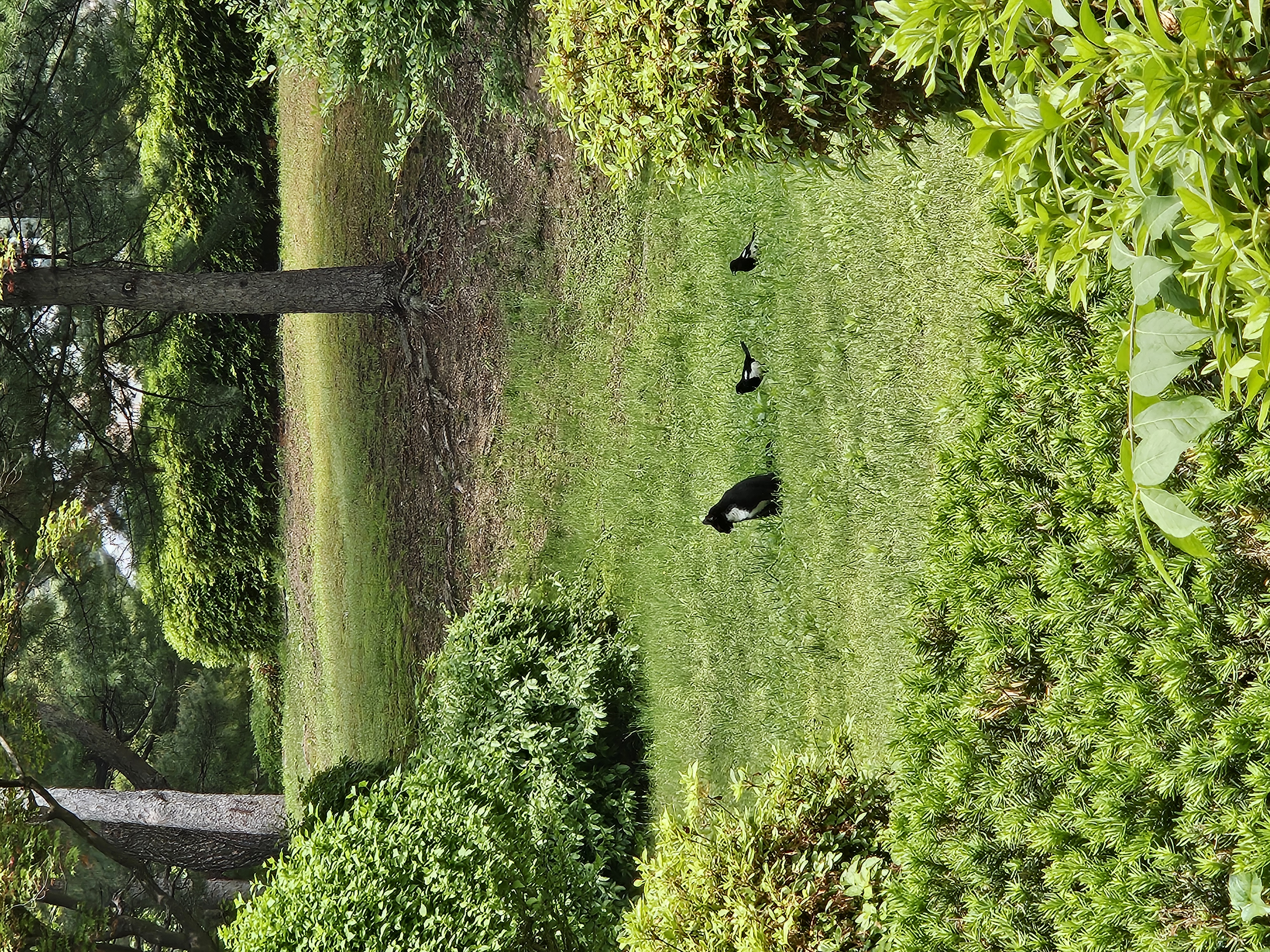 鳥に囲まれる猫