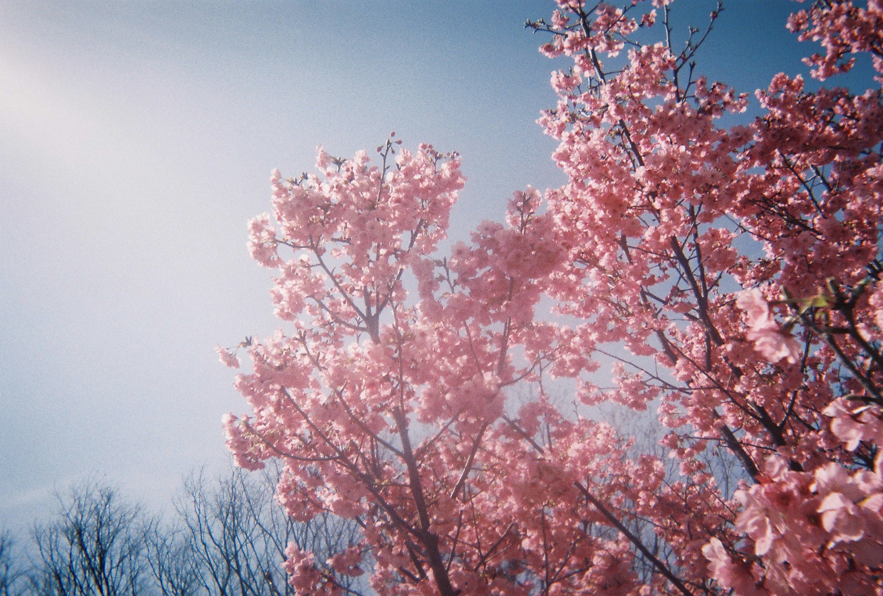 cherry blossom